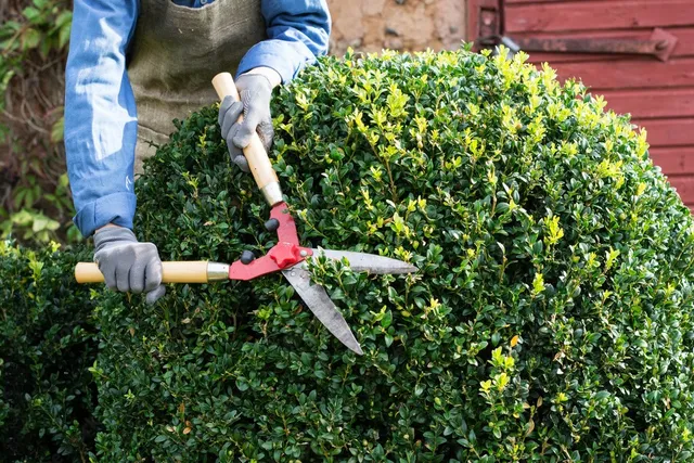 Shrub Trimming